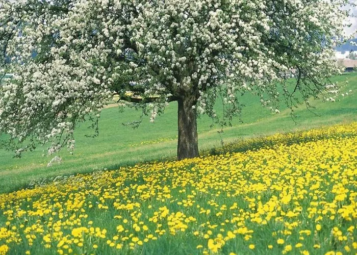 By And Harbor With Terrace Well (Limburg)