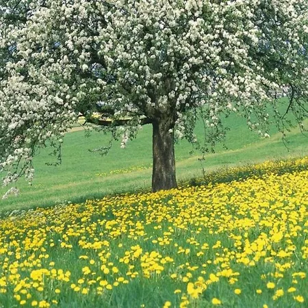 By And Harbor With Terrace Well (Limburg)